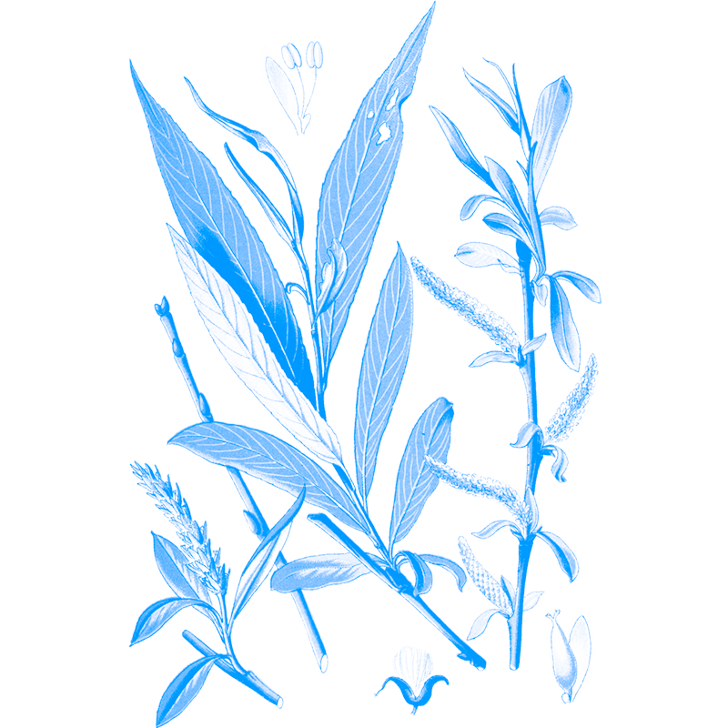 Illustration | Botanique