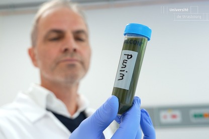 Valoriser des plantes polluées de stations d'épuration en purin